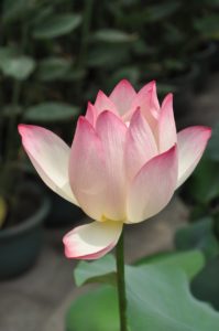Une fleur de lotus, symbole de la connaissance de soi et du bien-être.