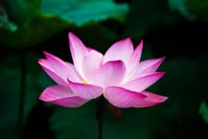 Une fleur de lotus ouverte, symbole de la connaissance de soi grâce au reiki et à l'hypnose.